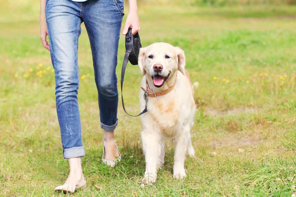 make money as a kid with dog walking